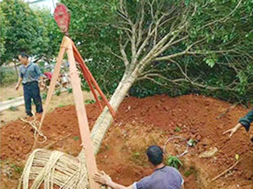 桂花移栽有哪些需要注意？